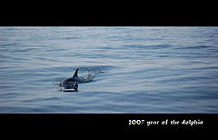 фото "year of the dolphin"