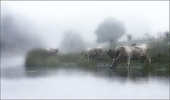 фото "Водопой"