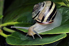 photo "Helicella candicans"