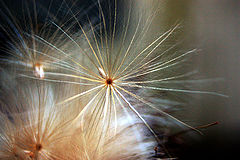 photo "soft"