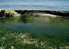 фото "Seaweed tide ..."
