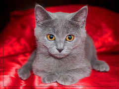 photo "Sphinx"