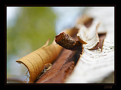 фото "Naked birch"