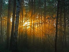 фото "Вечерние лучи"