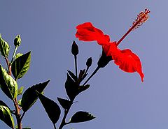 фото "Fly, Flower... Fly...."