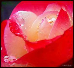 фото "raindrops"