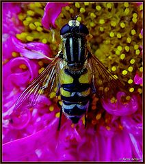 photo "hungry bee"