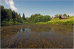 photo "Tangle pool"
