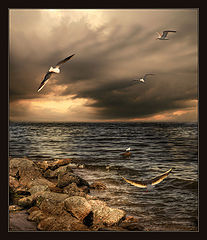 photo "Seagulls"
