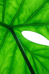 photo "***"