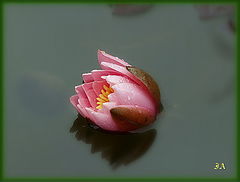 photo "***"