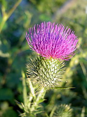 фото "The thistle"