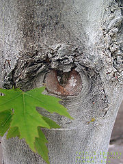 фото "Eye"