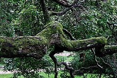 photo "Old forest"