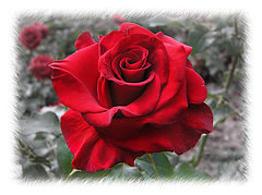 photo "Rose"