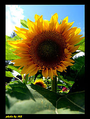 photo "A Sunflower"