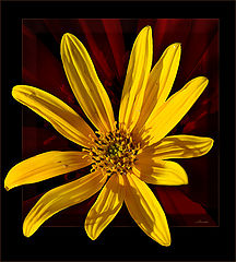 фото "желтый цветок"