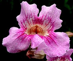 фото "Another Beautiful Flower ..."