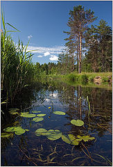 photo "Silent backward water"