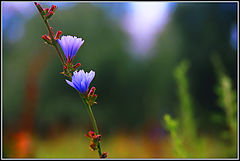 photo "Celestial Bells"