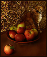 photo "apple and pussy cat"