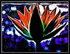фото "Underwater Lily"