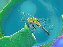 photo "A Surprised Dragon-fly"