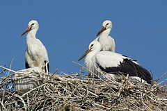 photo "Triplets"