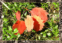 photo "Autumn arrives..."