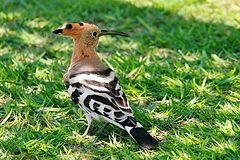 photo "29256 Hoopoe"