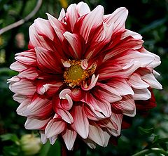 фото "Red and White ..."