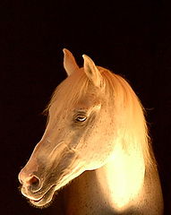 фото "alone horse"