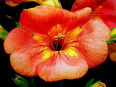 фото "Flower"