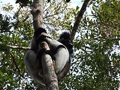 фото "Lemure Indri Indri"