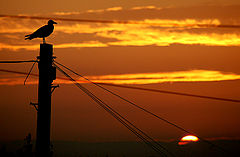 photo "Sunset on a scavenger"