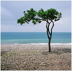photo "***"