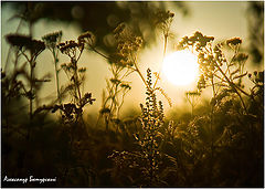 photo "***"