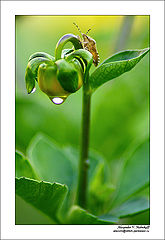 photo "***"