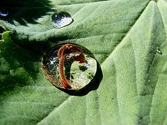 фото "Drop in nature."