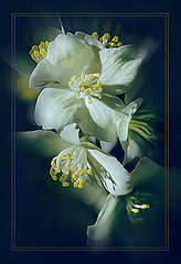 фото "Вечерний."