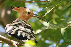 photo "29303 Hoopoe"