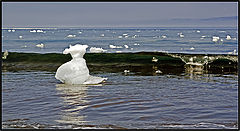 фото "Ice"