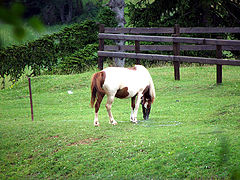 photo "Healthy supper"