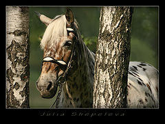 photo "***"
