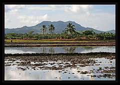 фото "Cradle of rice culture"