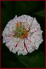 photo "***"