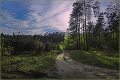 photo "the forest"