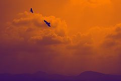 photo "Orange sky"