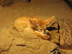 photo "Fuchs"