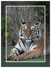 photo "Tiger"